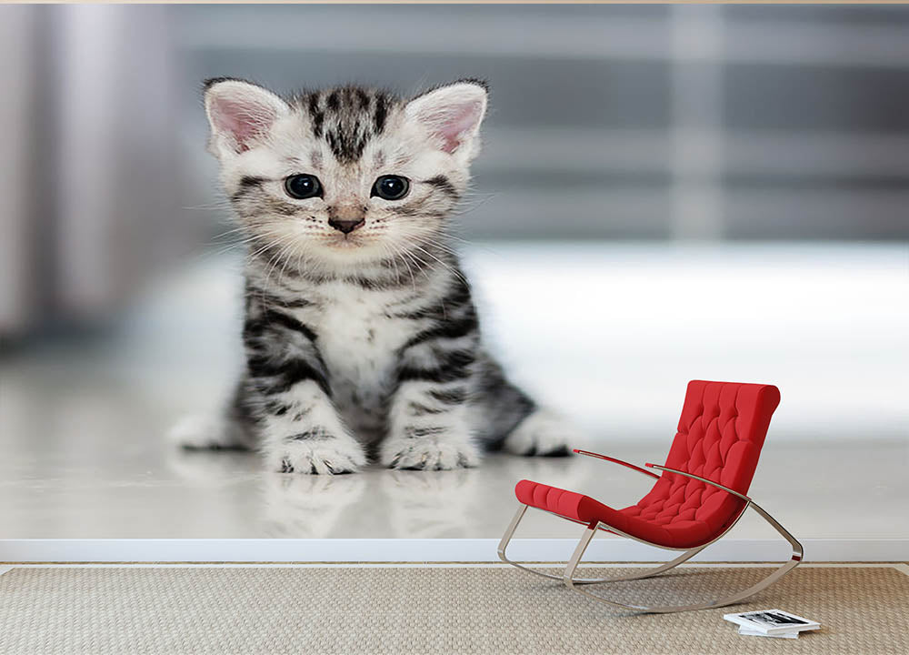 Cute American shorthair cat kitten Wall Mural Wallpaper - Canvas Art Rocks - 2