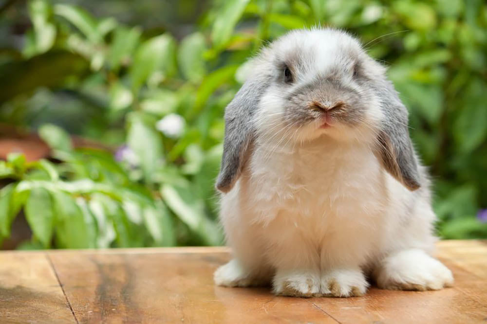 Cute holland lop rabbit Wall Mural Wallpaper - Canvas Art Rocks - 1