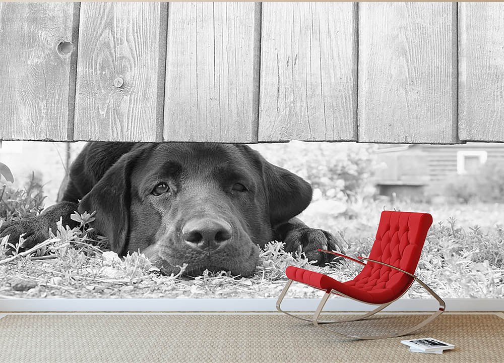 Cute sad dog waiting under the wooden fence Wall Mural Wallpaper - Canvas Art Rocks - 2