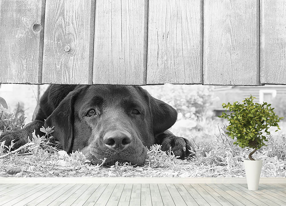 Cute sad dog waiting under the wooden fence Wall Mural Wallpaper - Canvas Art Rocks - 4