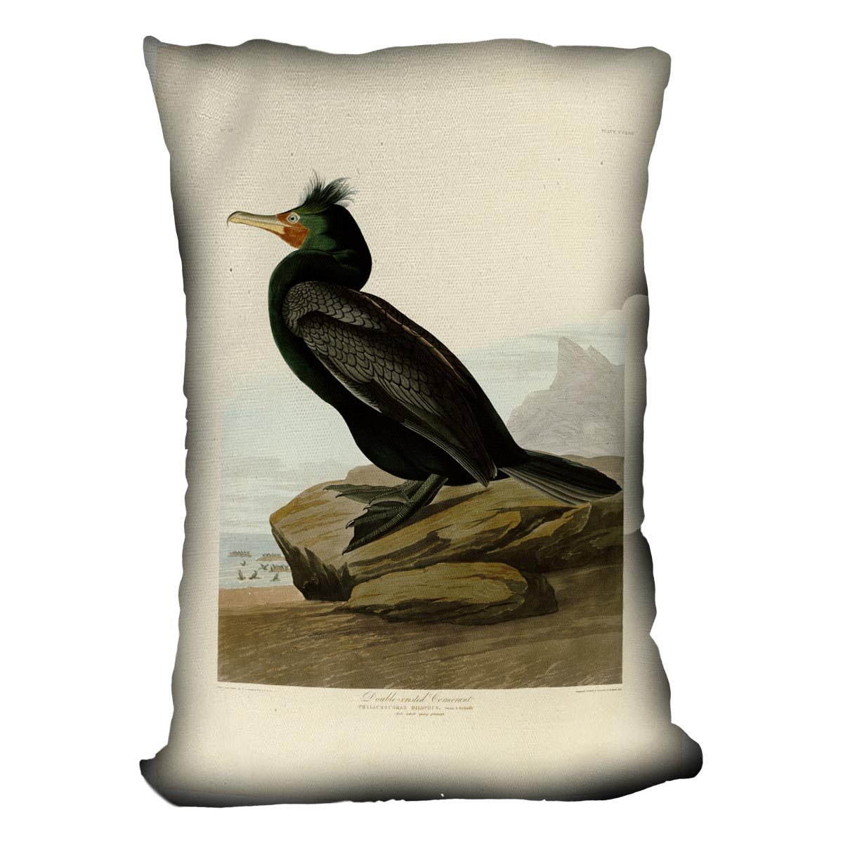 Double crested Cormorant by Audubon Cushion
