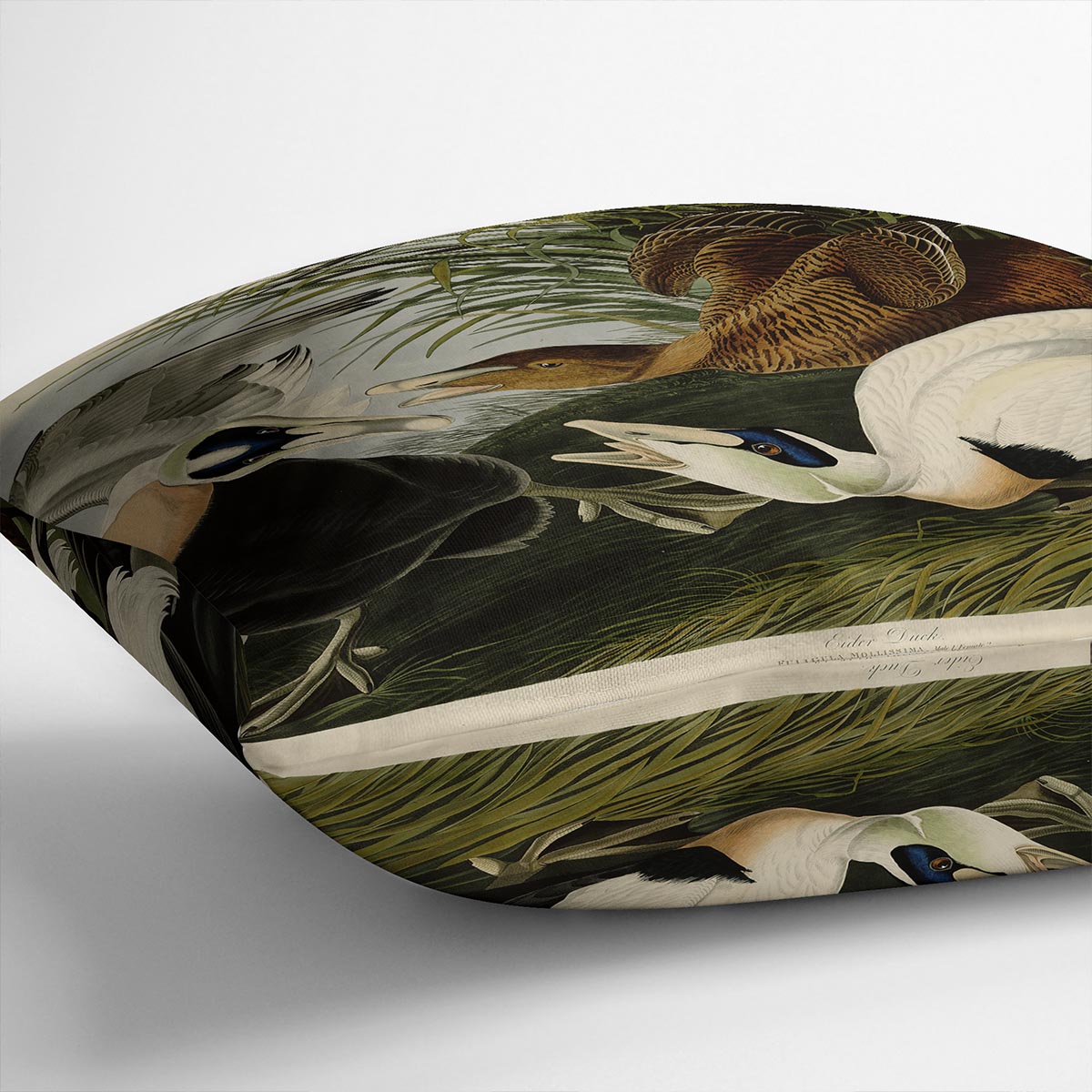 Eider Duck by Audubon Cushion