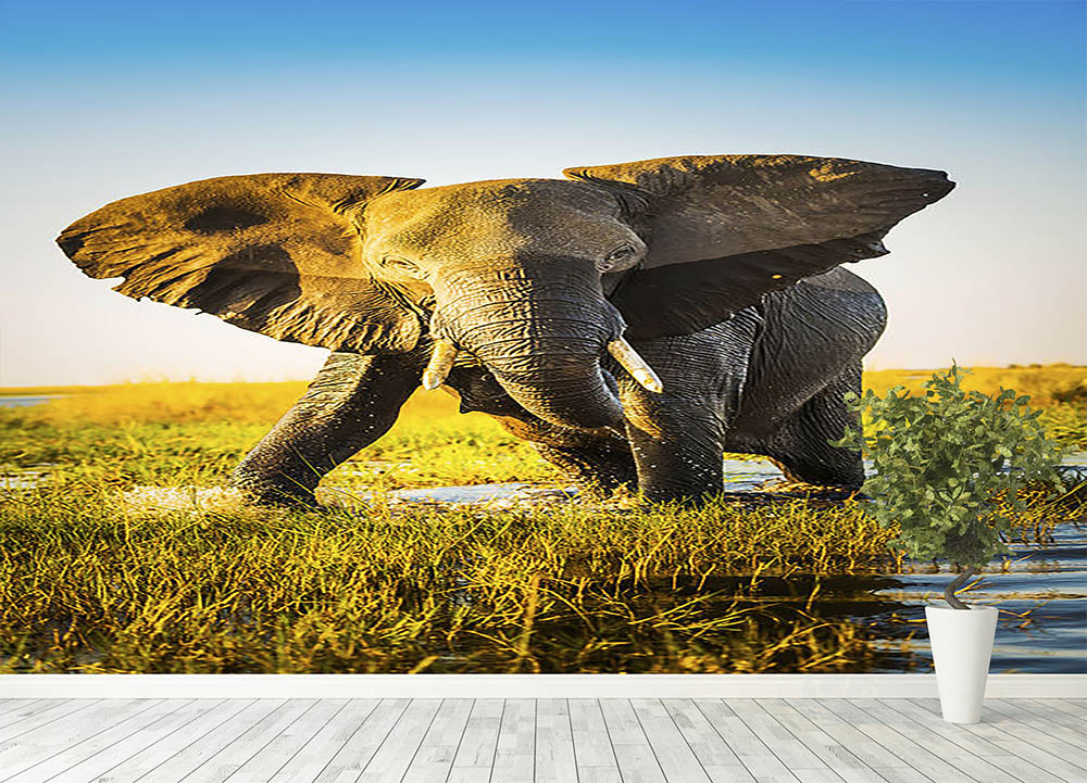 Elephant half wet in sunset light in Africa Wall Mural Wallpaper - Canvas Art Rocks - 4