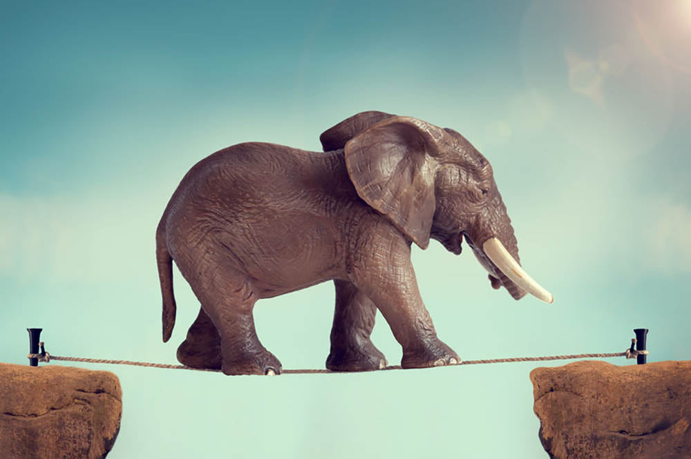 Elephant on a tightrope Wall Mural Wallpaper - Canvas Art Rocks - 1