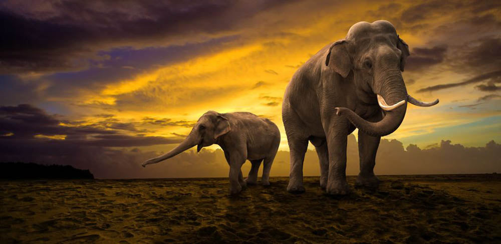Elephants family on sunset Wall Mural Wallpaper - Canvas Art Rocks - 1