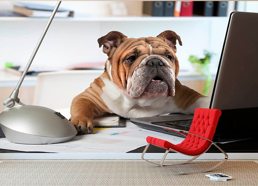English Bulldog sitting at a desk Wall Mural Wallpaper - Canvas Art Rocks - 2