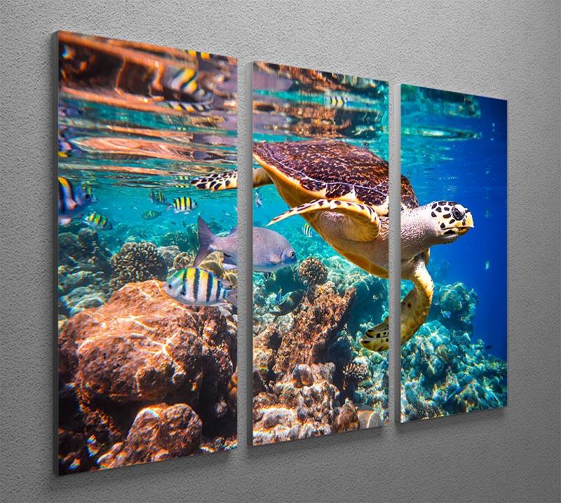 Eretmochelys imbricata 3 Split Panel Canvas Print - Canvas Art Rocks - 2