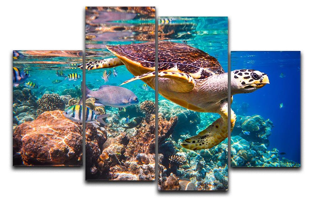 Eretmochelys imbricata 4 Split Panel Canvas - Canvas Art Rocks - 1