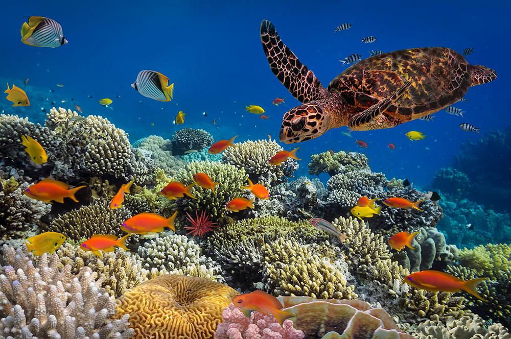 Eretmochelys imbricata floats under water Wall Mural Wallpaper - Canvas Art Rocks - 1