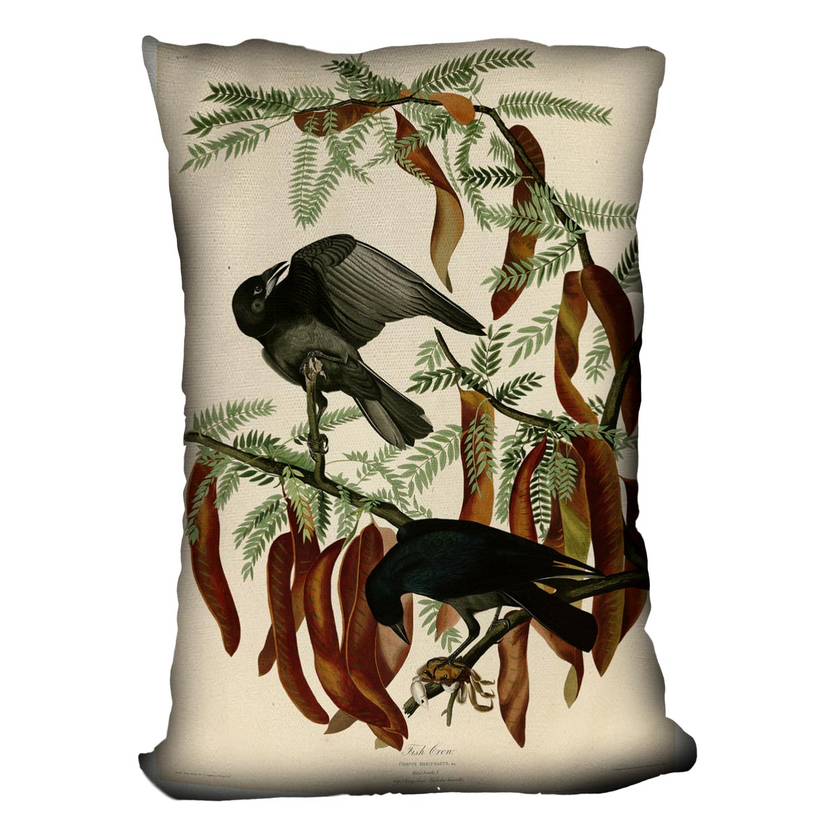 Fish Crow by Audubon Cushion
