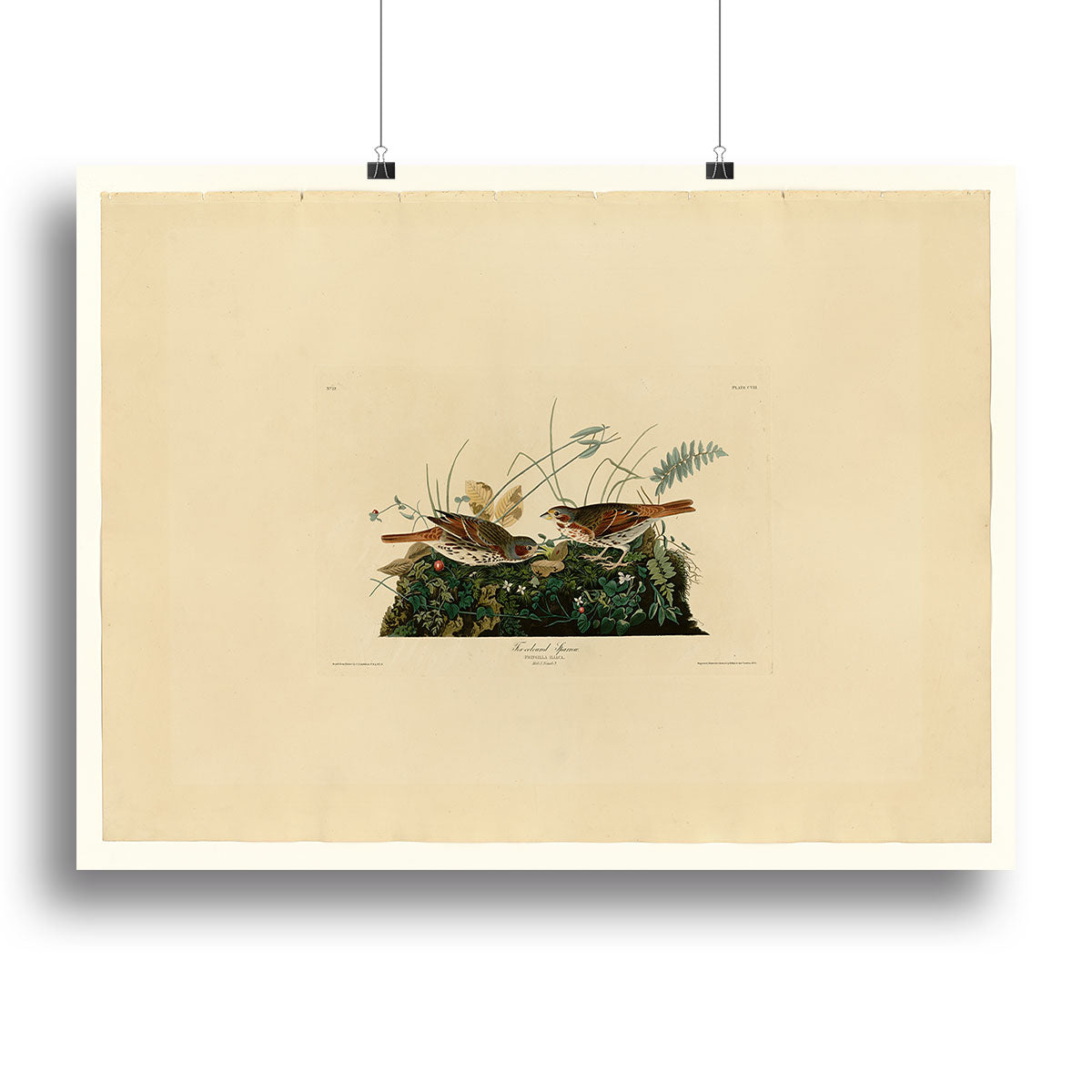 Fox coloured Sparrow by Audubon Canvas Print or Poster - Canvas Art Rocks - 2