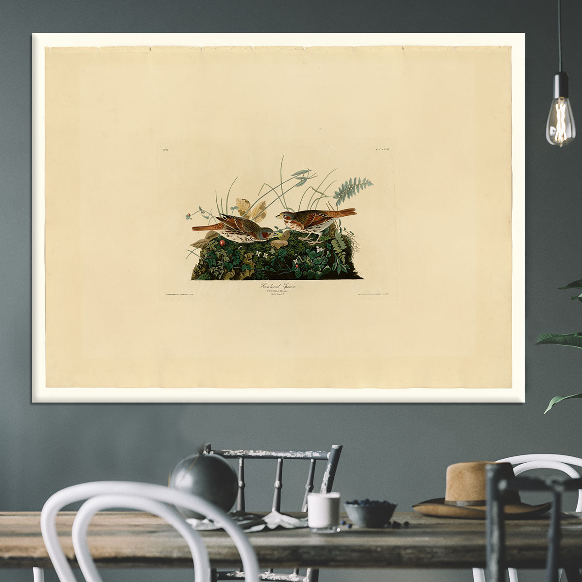 Fox coloured Sparrow by Audubon Canvas Print or Poster - Canvas Art Rocks - 3