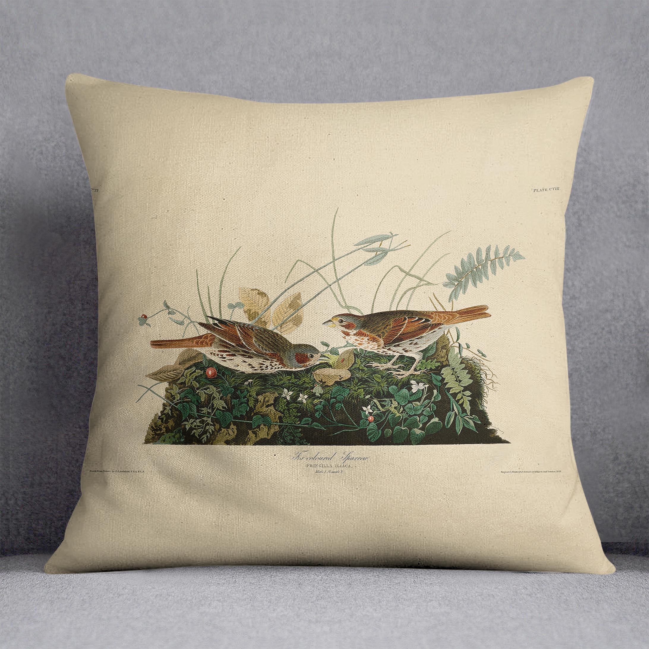 Fox coloured Sparrow by Audubon Cushion