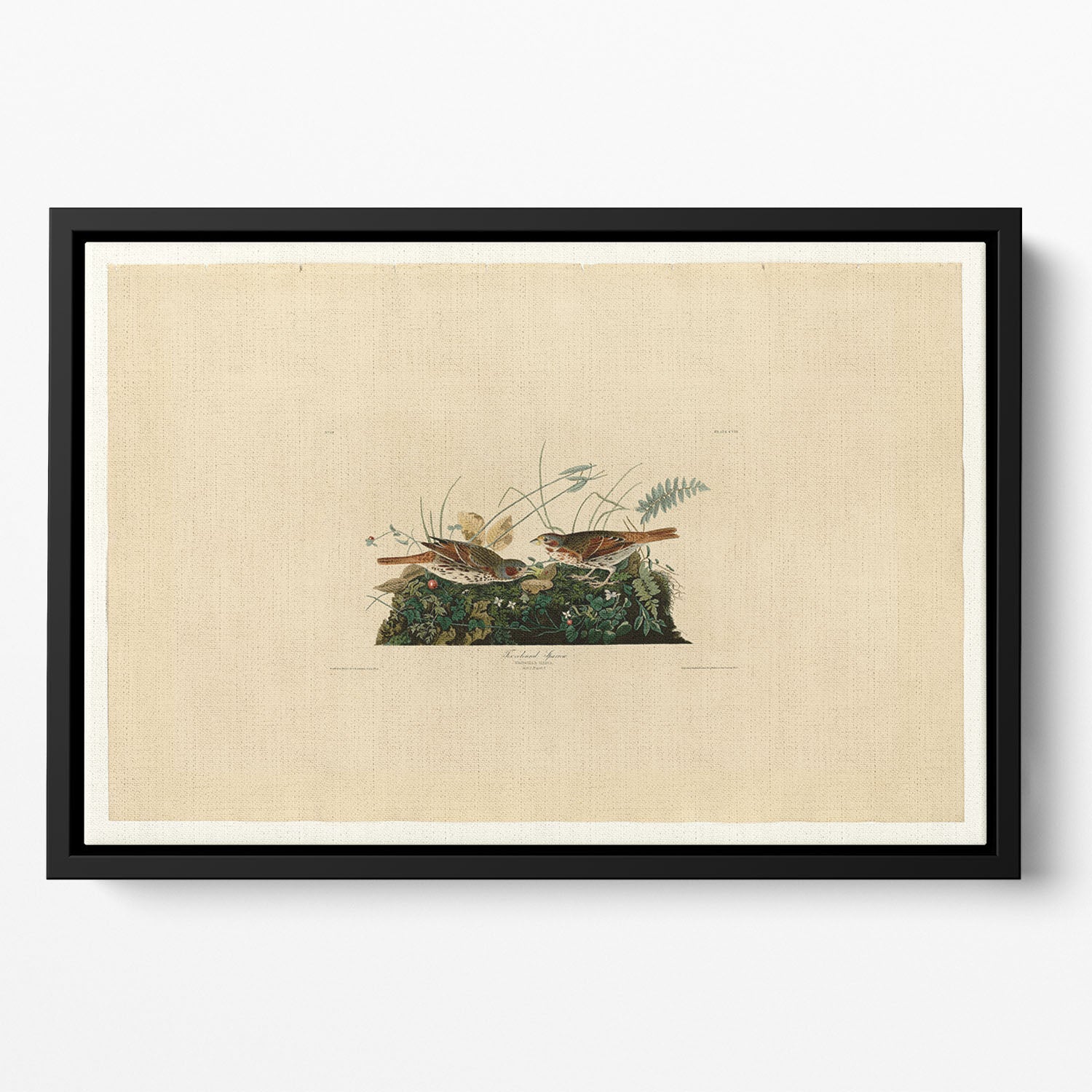 Fox coloured Sparrow by Audubon Floating Framed Canvas