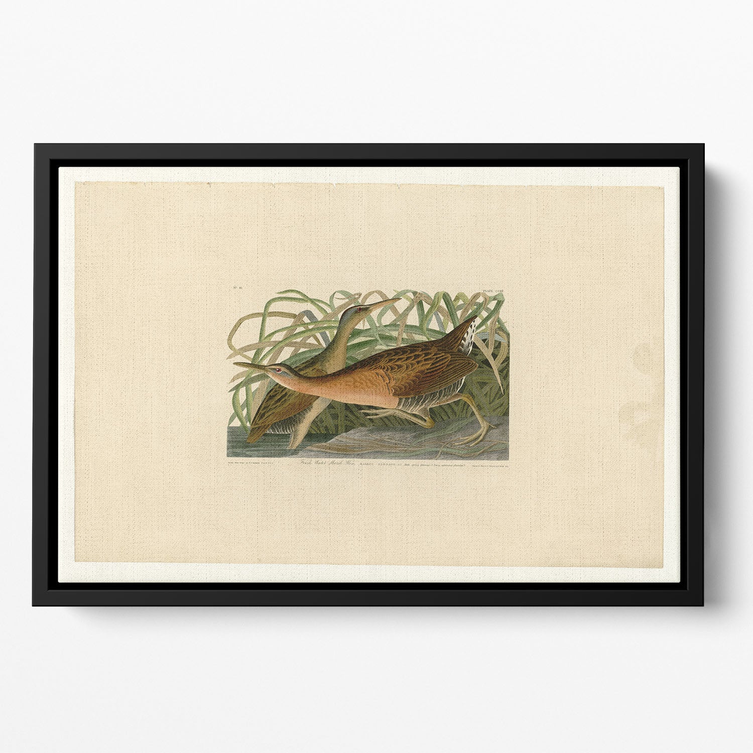 Fresh Water Marsh Hen by Audubon Floating Framed Canvas