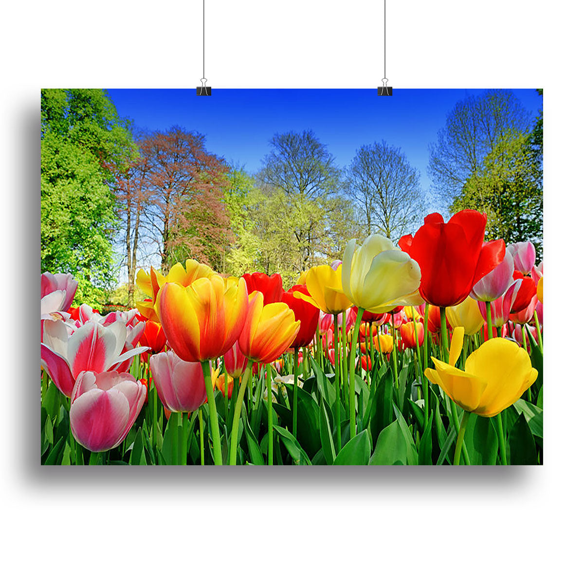 Fresh multicolored tulips in a spring park Canvas Print or Poster - Canvas Art Rocks - 2