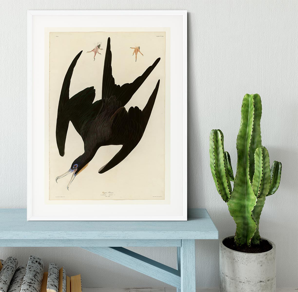 Frigate Pelican by Audubon Framed Print - Canvas Art Rocks - 5