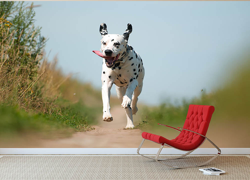 Front View of Exuberant Dalmatian Dog Running Wall Mural Wallpaper - Canvas Art Rocks - 2
