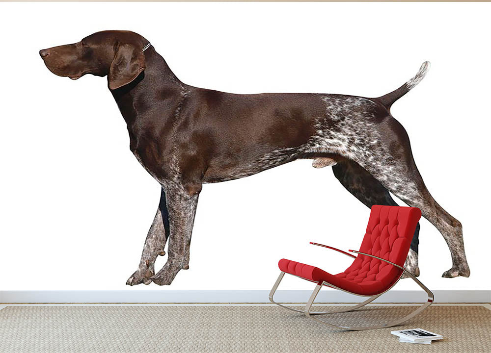 German Shorthaired Pointer Wall Mural Wallpaper - Canvas Art Rocks - 2