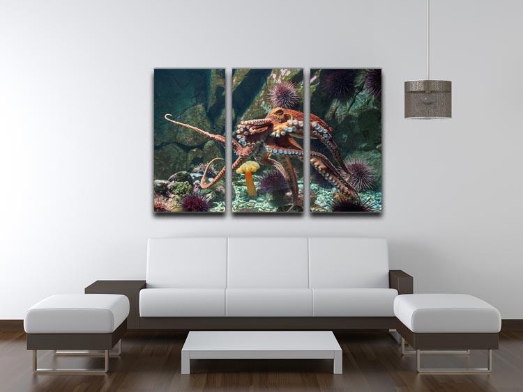 Giant Pacific octopus 3 Split Panel Canvas Print - Canvas Art Rocks - 3