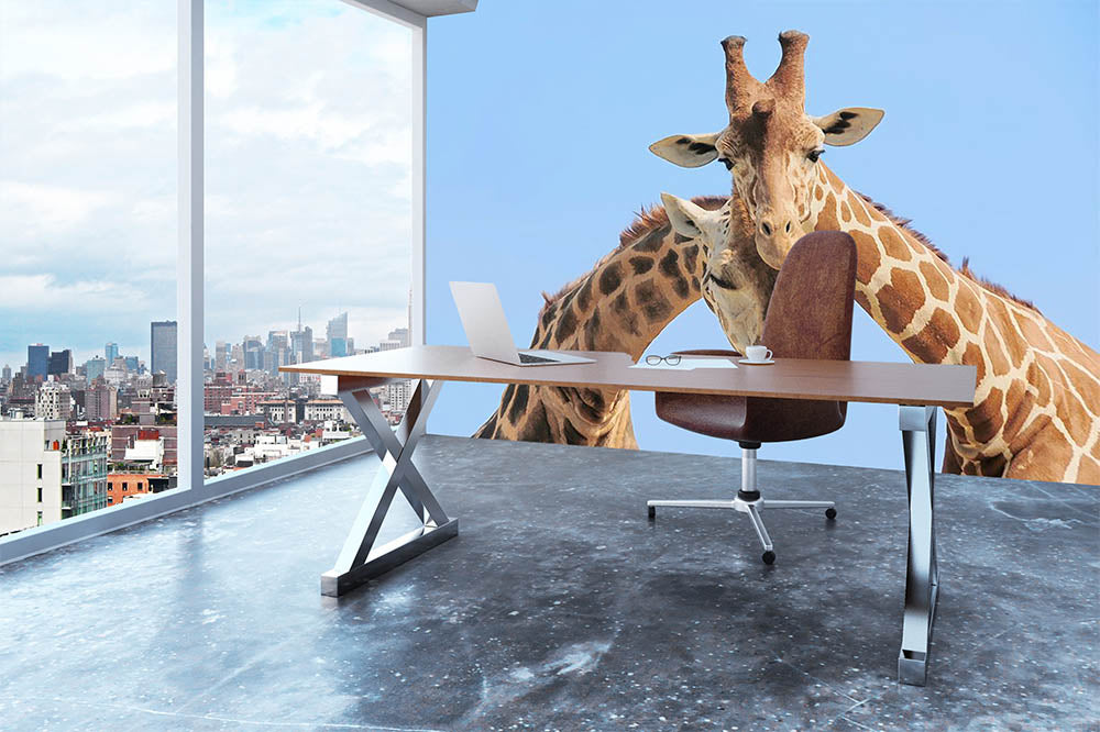 Giraffe couple in love with blue sky on background Wall Mural Wallpaper - Canvas Art Rocks - 3