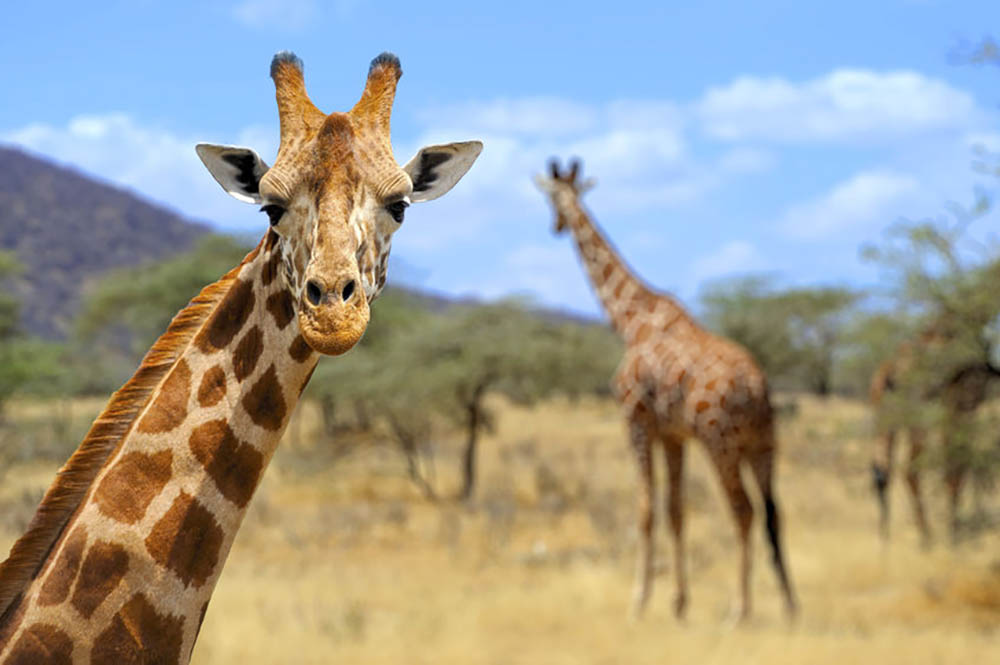 Giraffe in national park Kenya Wall Mural Wallpaper - Canvas Art Rocks - 1