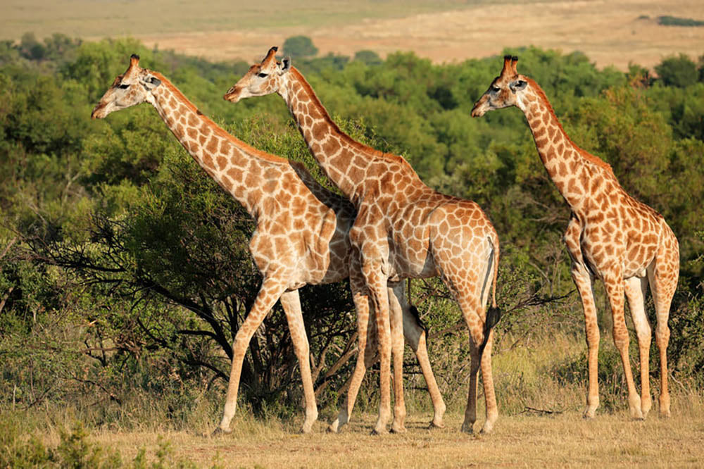 Giraffe in natural habitat South Africa Wall Mural Wallpaper - Canvas Art Rocks - 1