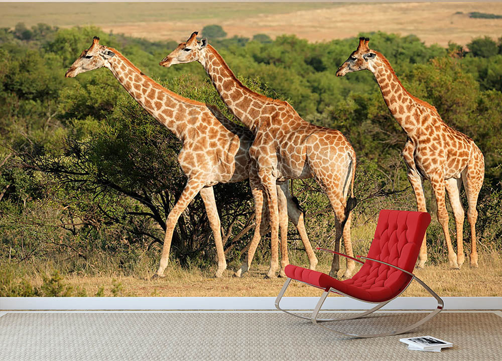 Giraffe in natural habitat South Africa Wall Mural Wallpaper - Canvas Art Rocks - 2
