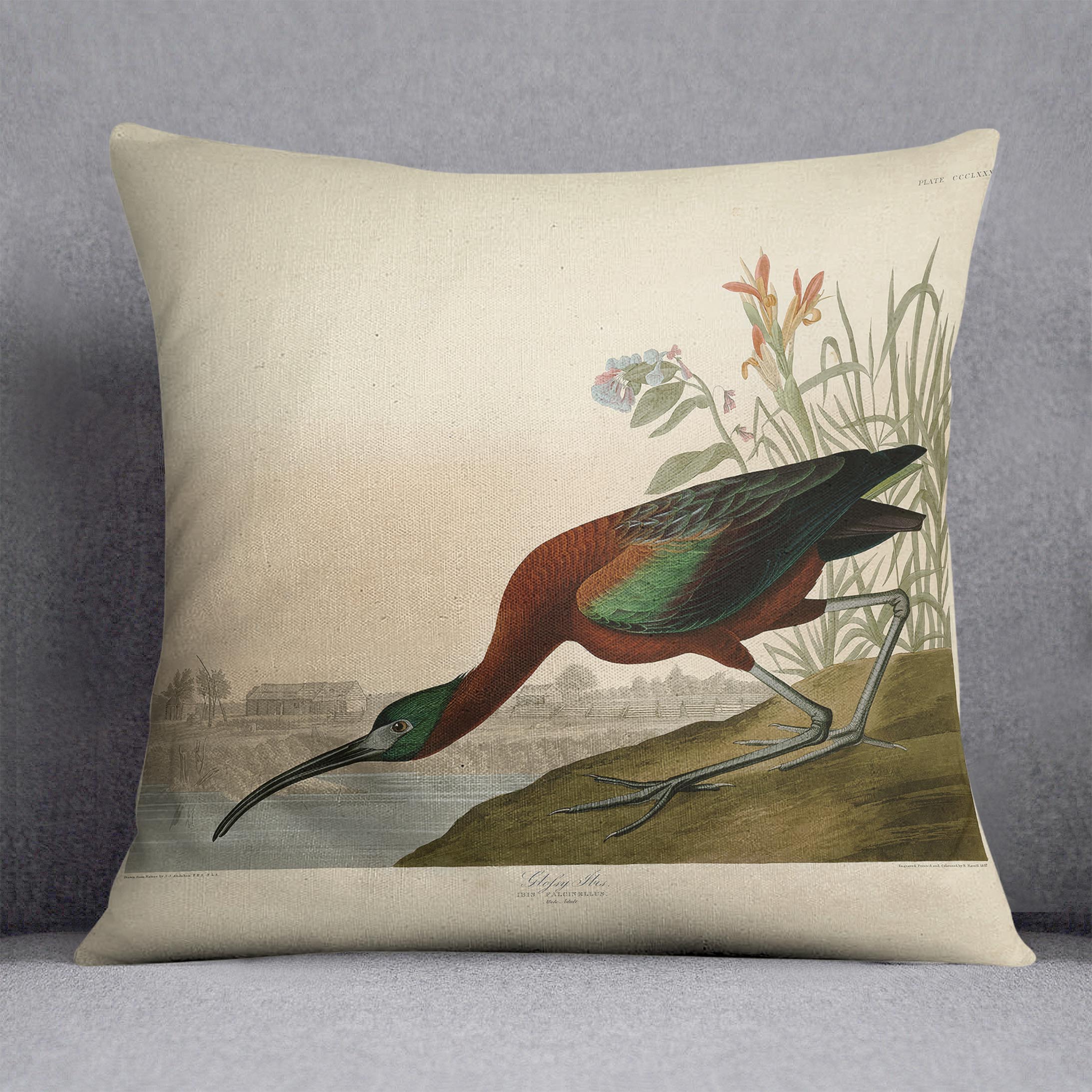 Glossy Ibis by Audubon Cushion