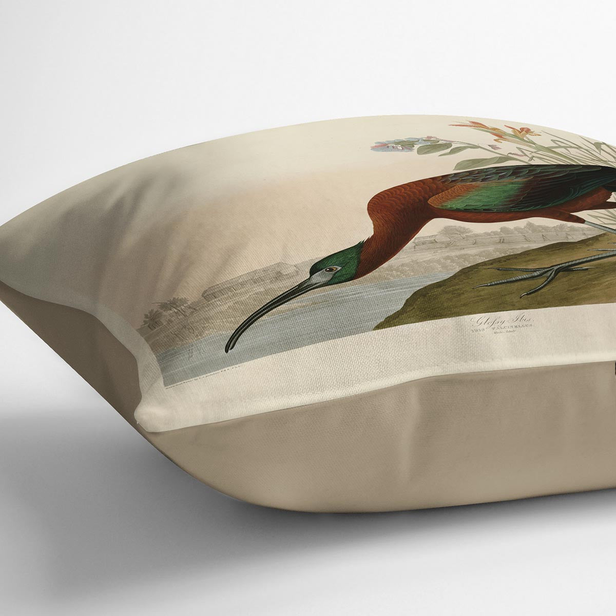 Glossy Ibis by Audubon Cushion
