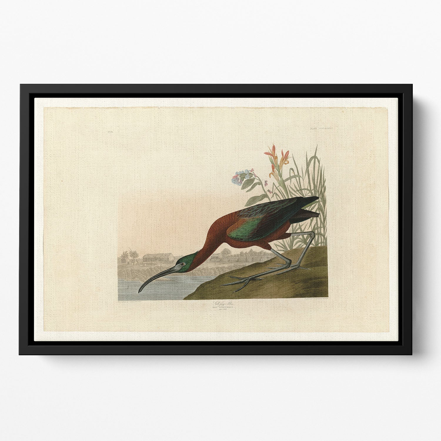 Glossy Ibis by Audubon Floating Framed Canvas