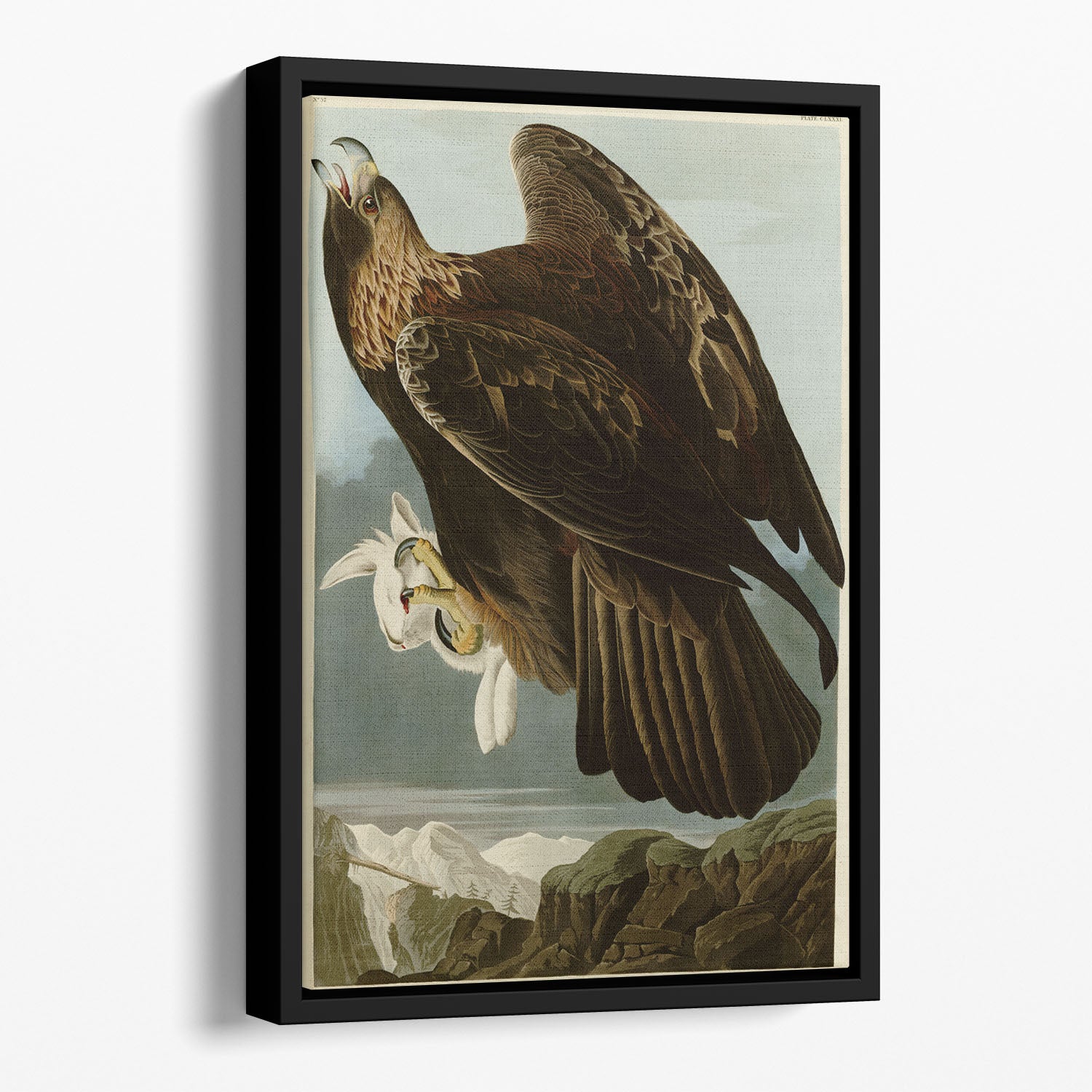 Golden Eagle by Audubon Floating Framed Canvas