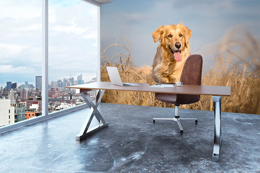 Golden retriever dog running outdoor Wall Mural Wallpaper - Canvas Art Rocks - 3