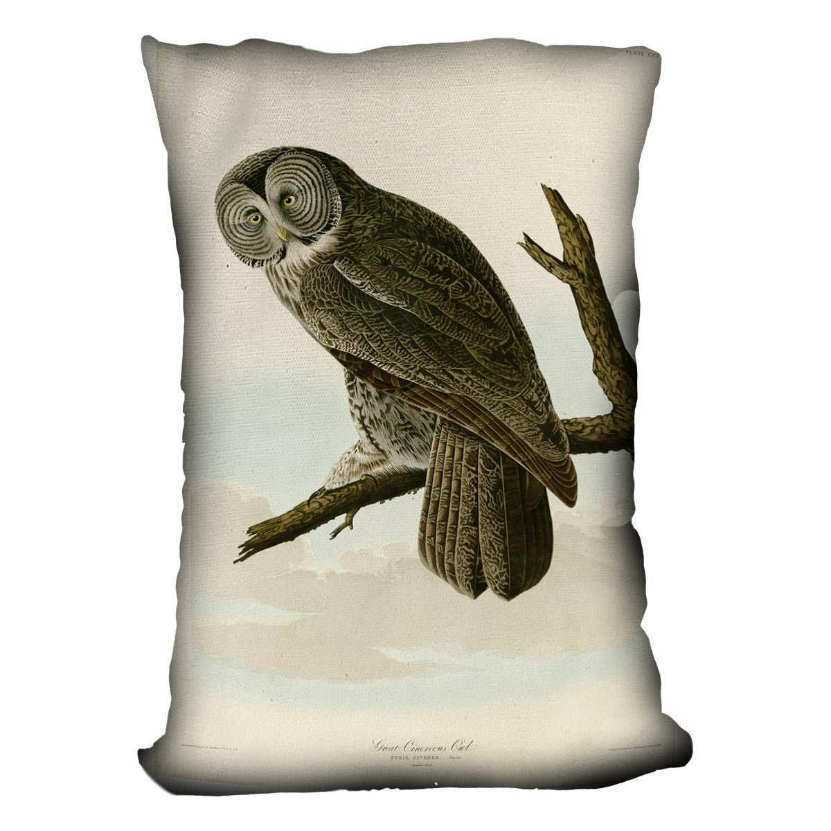 Great Cinereous Owl by Audubon Cushion