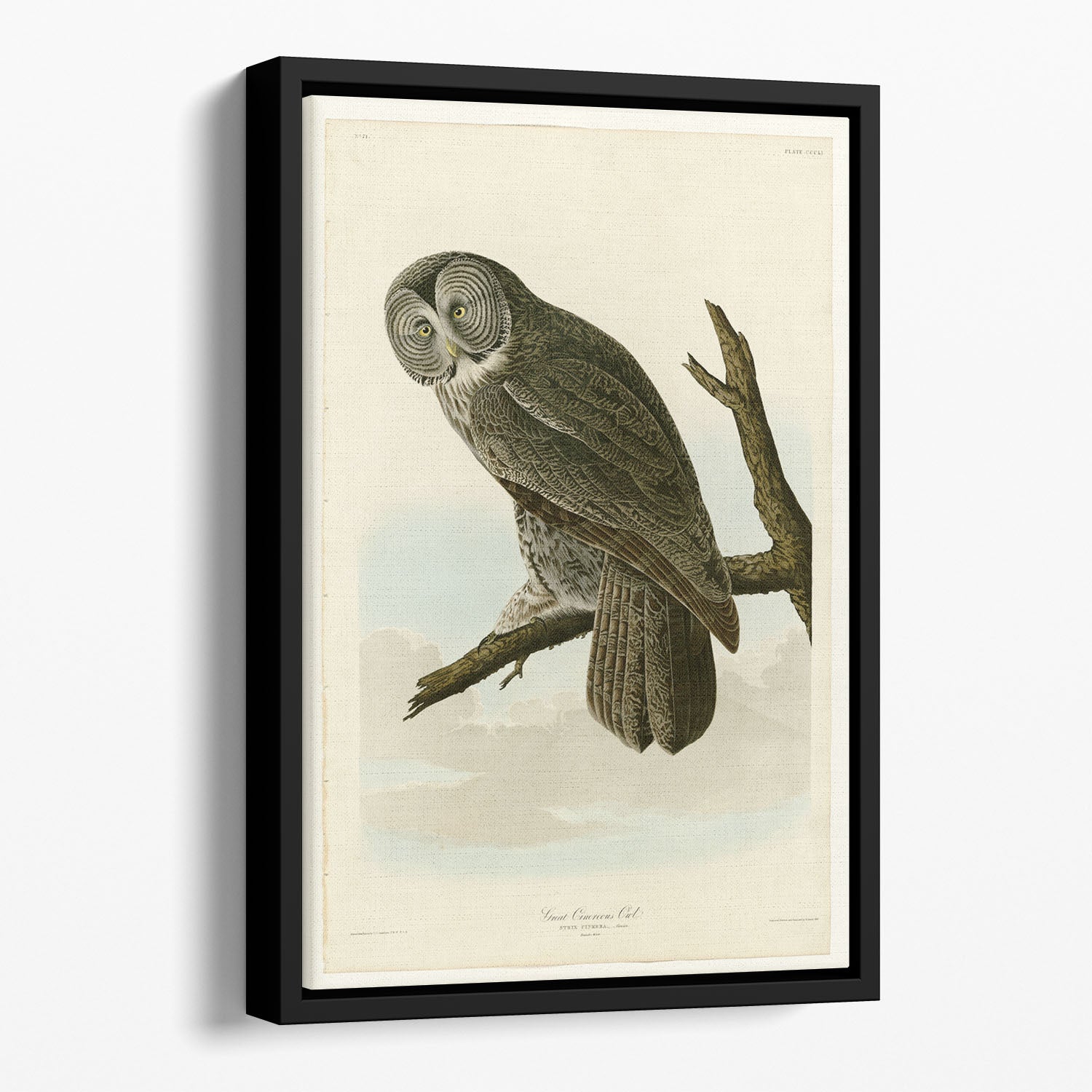 Great Cinereous Owl by Audubon Floating Framed Canvas