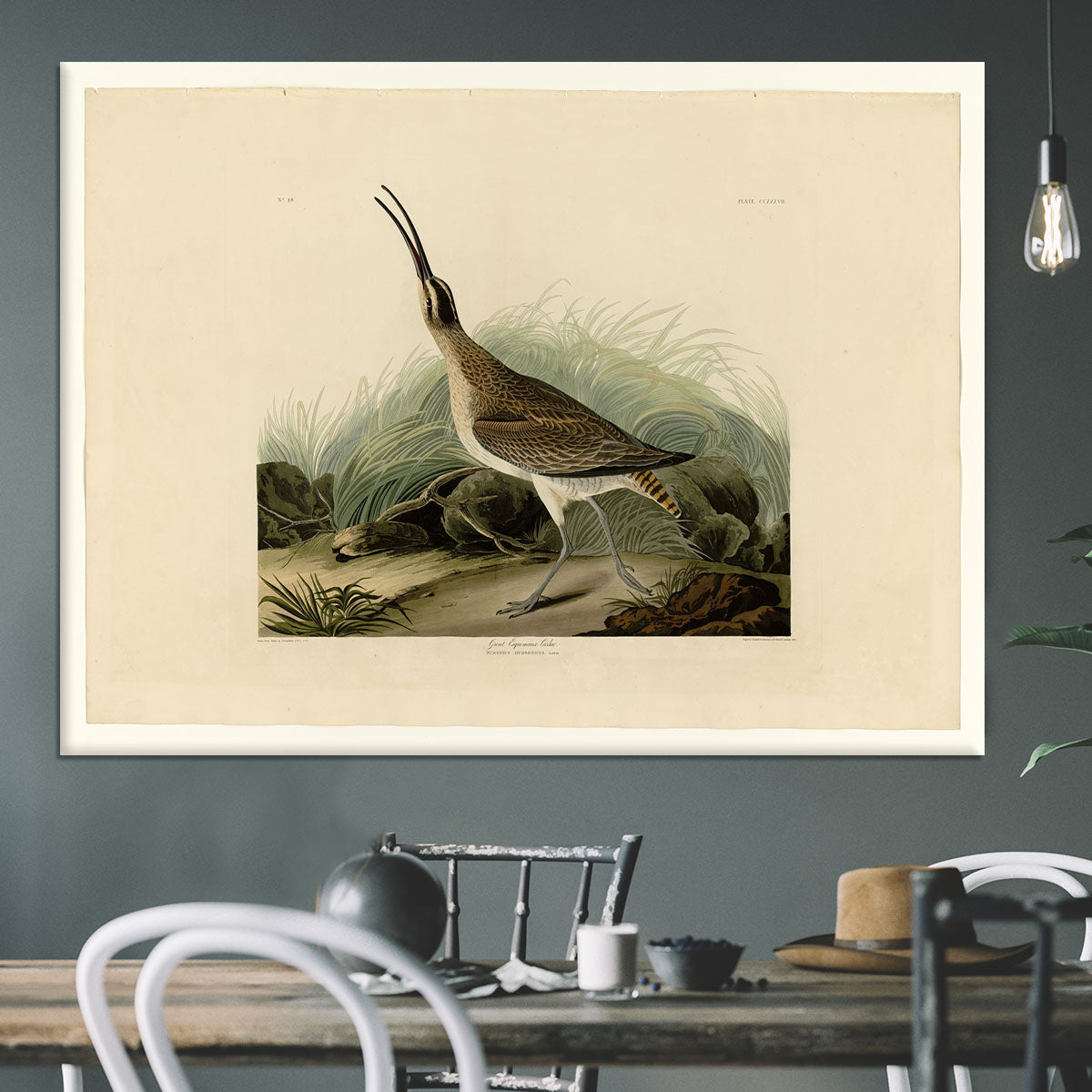 Great Esquimaux Curlew by Audubon Canvas Print or Poster - Canvas Art Rocks - 3