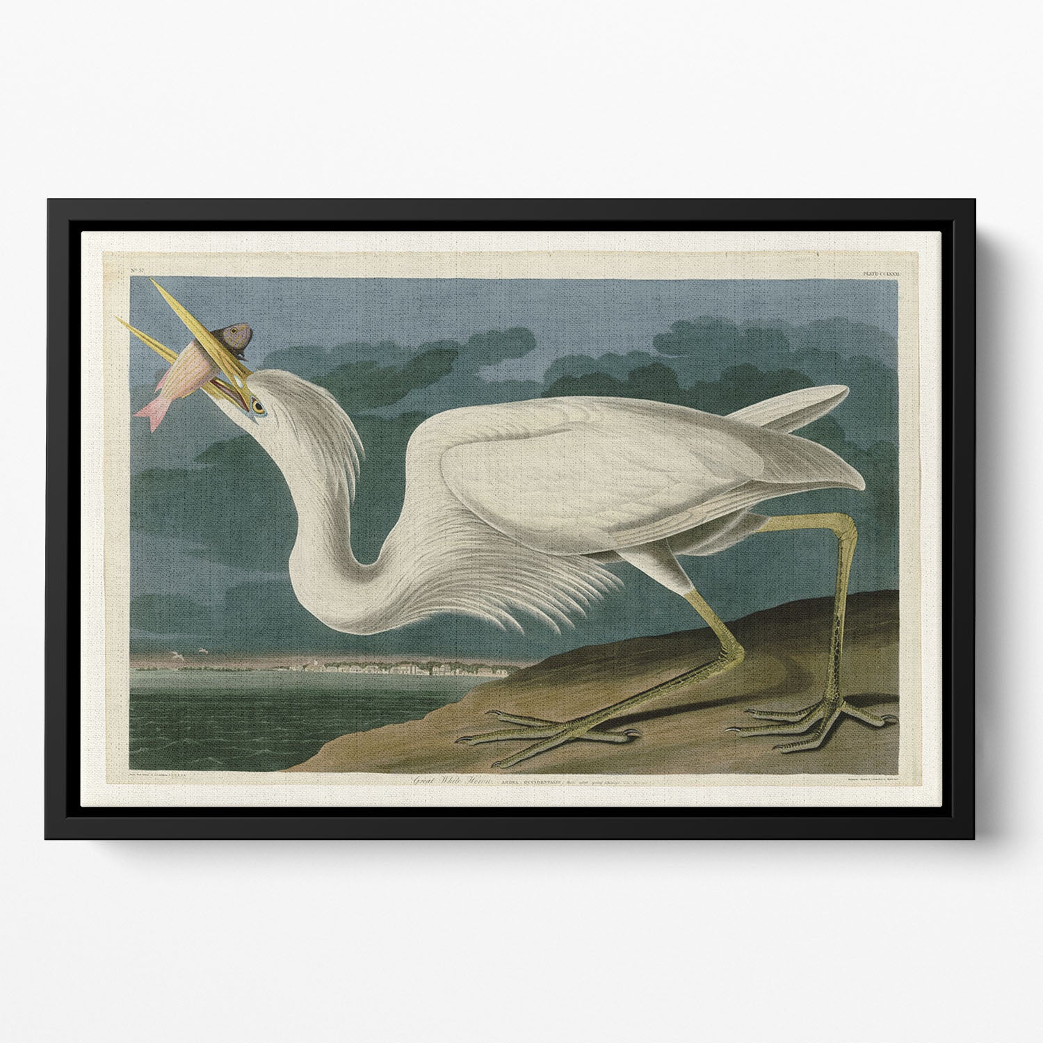 Great White Heron by Audubon Floating Framed Canvas