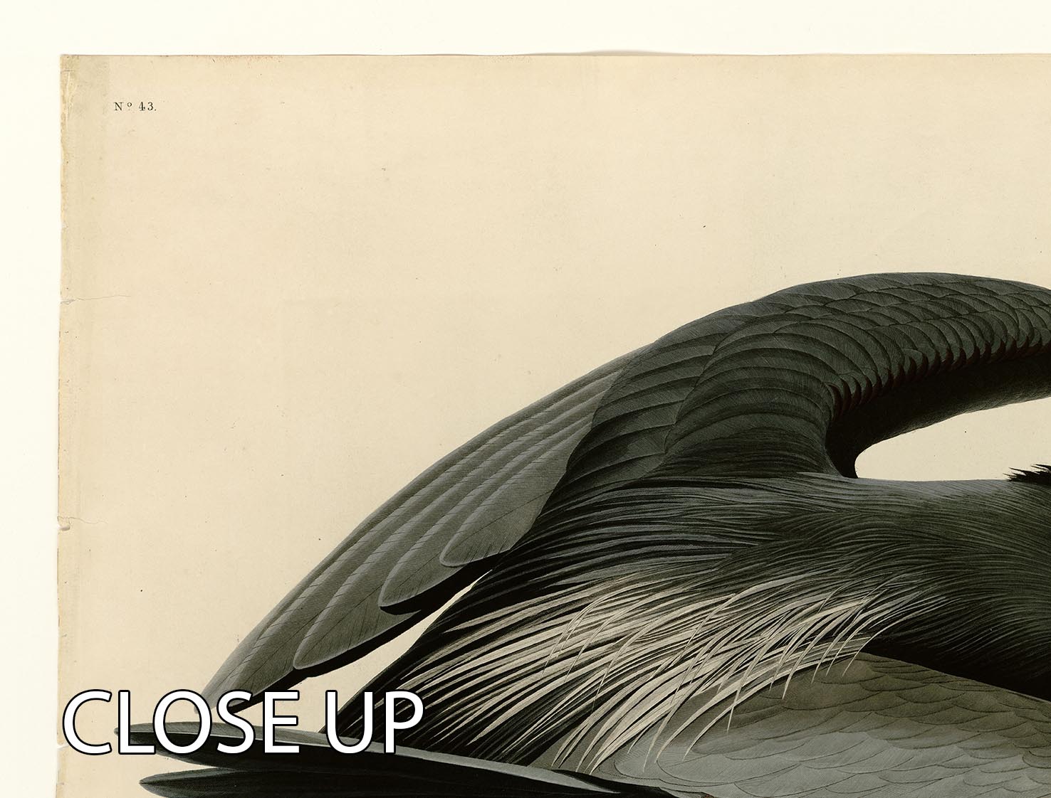 Great blue Heron by Audubon 3 Split Panel Canvas Print - Canvas Art Rocks - 3