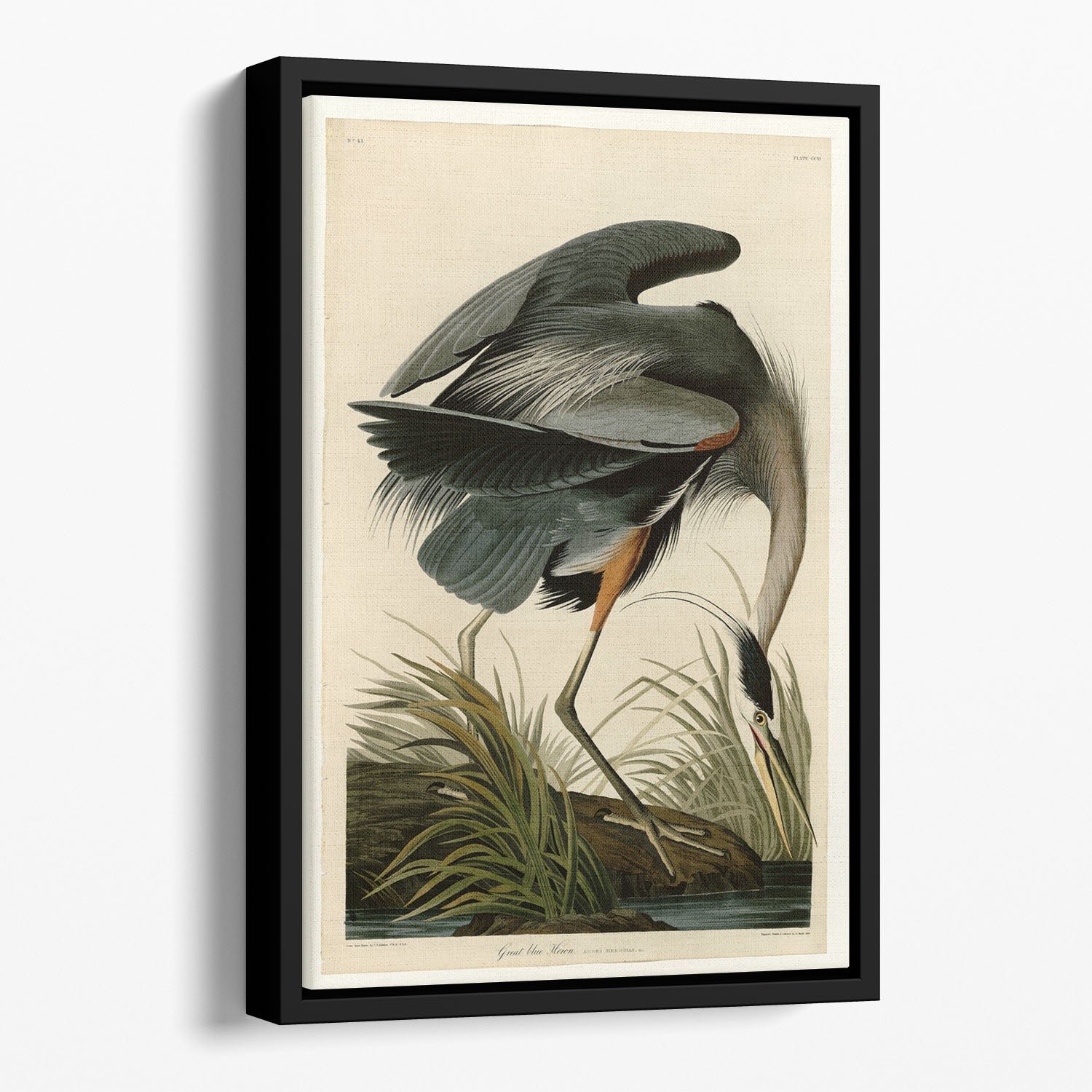 Great blue Heron by Audubon Floating Framed Canvas