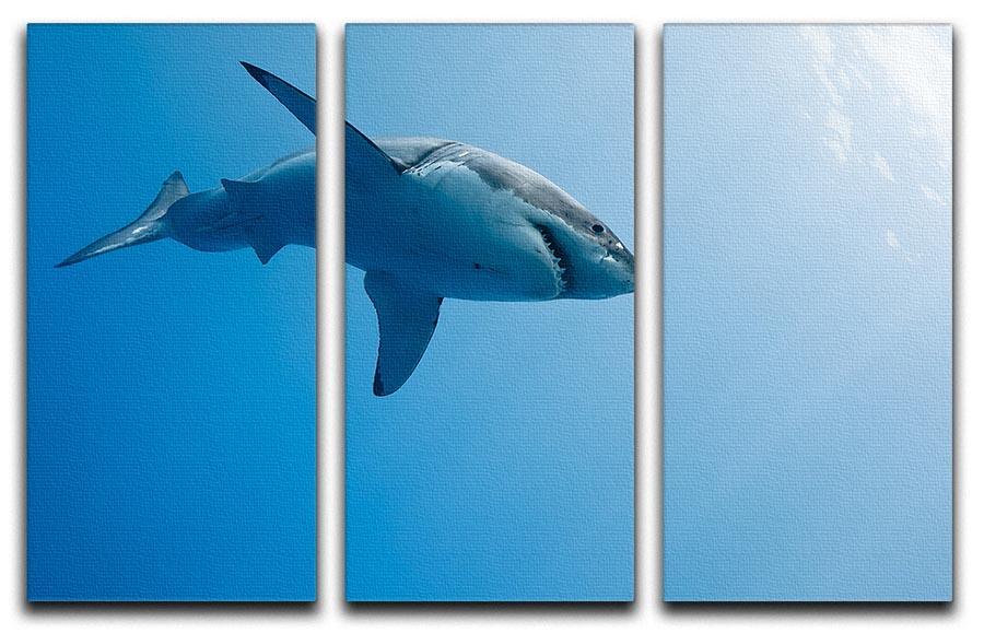 Great white shark Guadalupe Island 3 Split Panel Canvas Print - Canvas Art Rocks - 1