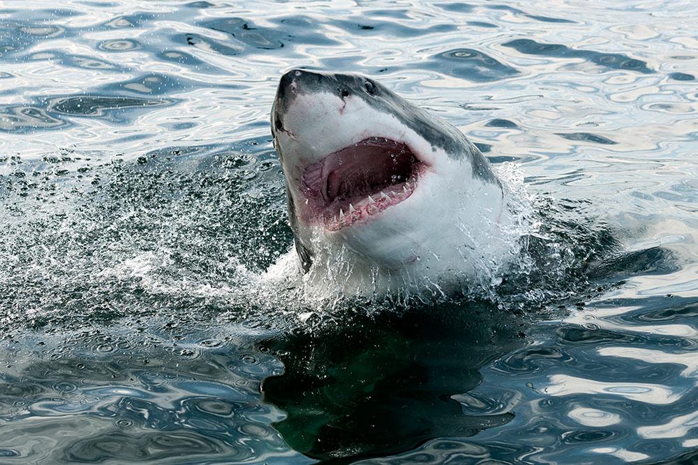 Great white shark Wall Mural Wallpaper - Canvas Art Rocks - 1