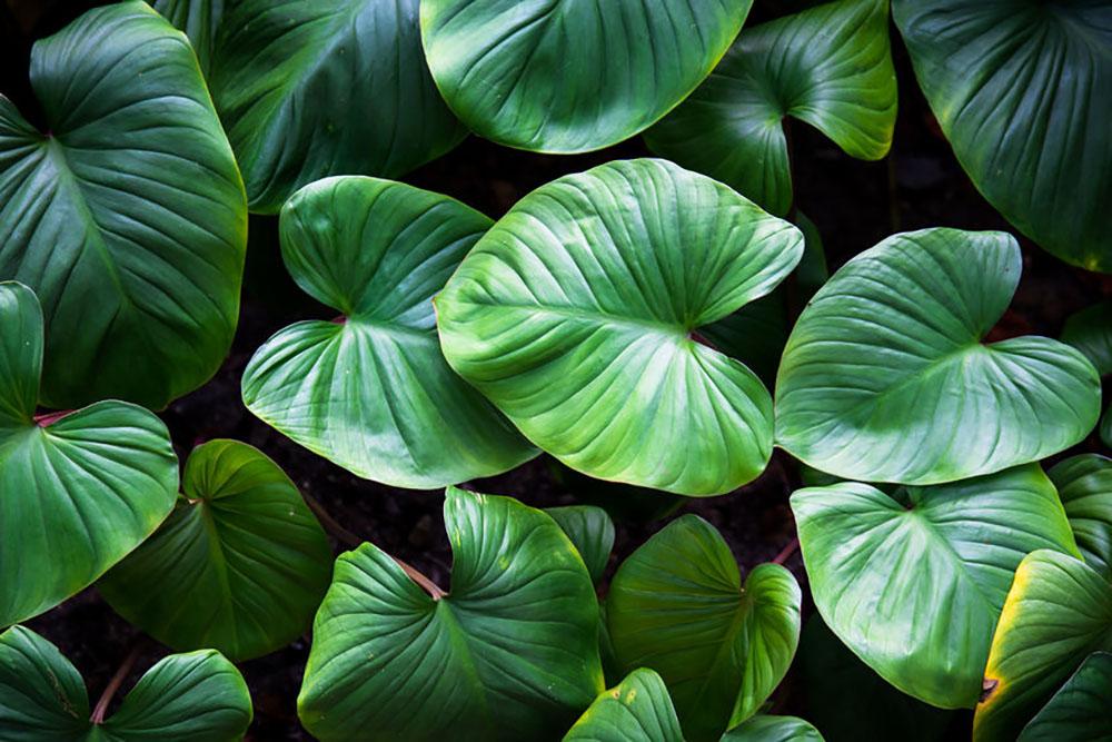 Green plant Wall Mural Wallpaper - Canvas Art Rocks - 1