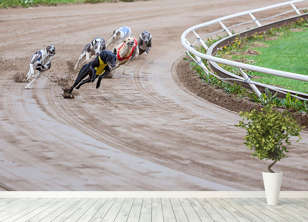 Greyhound dogs racing Wall Mural Wallpaper - Canvas Art Rocks - 4