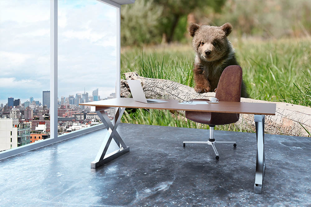 Grizzly bear cub Wall Mural Wallpaper - Canvas Art Rocks - 3