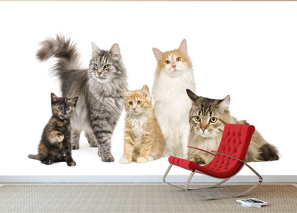 Group of 5 cats Norwegian Siberian and persian cat Wall Mural Wallpaper - Canvas Art Rocks - 2