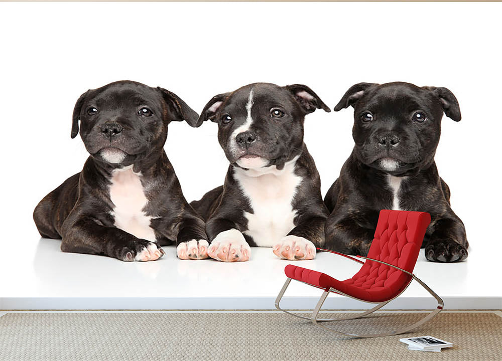 Group of Staffordshire bull terrier puppies Wall Mural Wallpaper - Canvas Art Rocks - 2