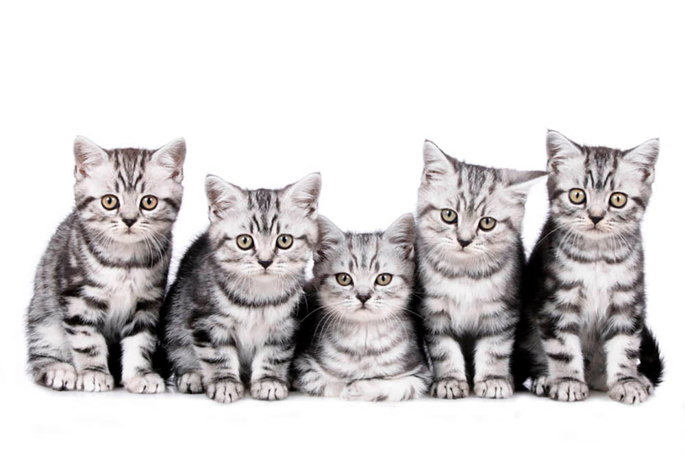 Group of five british shorthair kitten Wall Mural Wallpaper - Canvas Art Rocks - 1