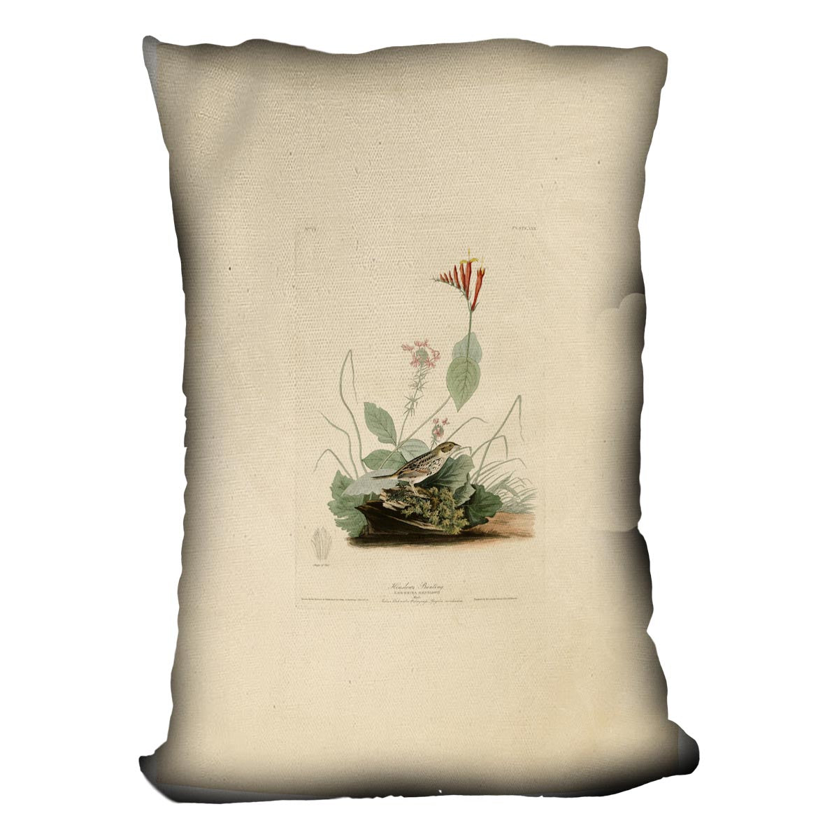 Henslows Bunting by Audubon Cushion