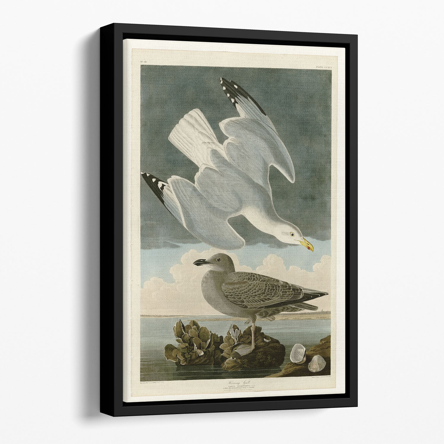 Herring Gull by Audubon Floating Framed Canvas