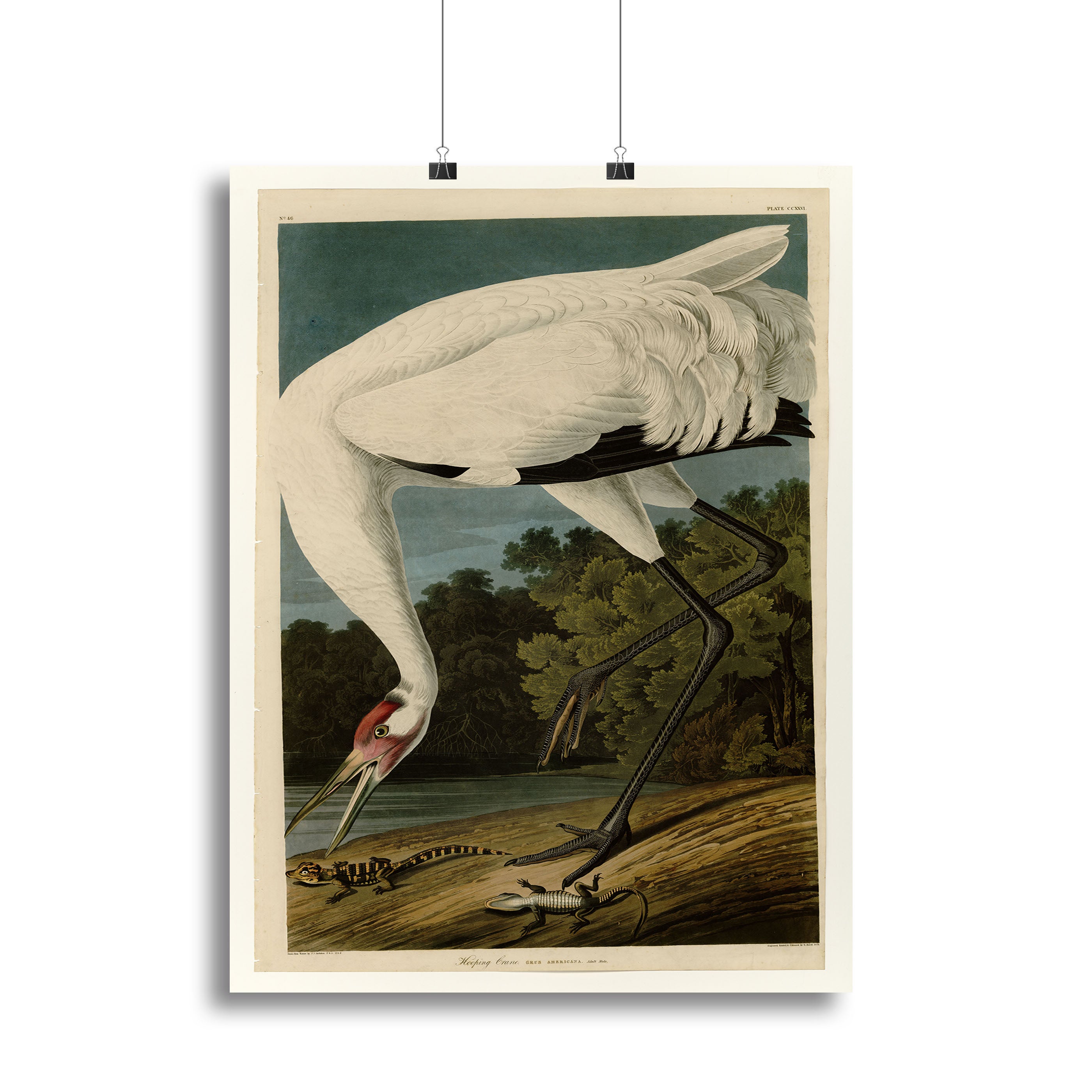 Hooping Crane by Audubon Canvas Print or Poster - Canvas Art Rocks - 2